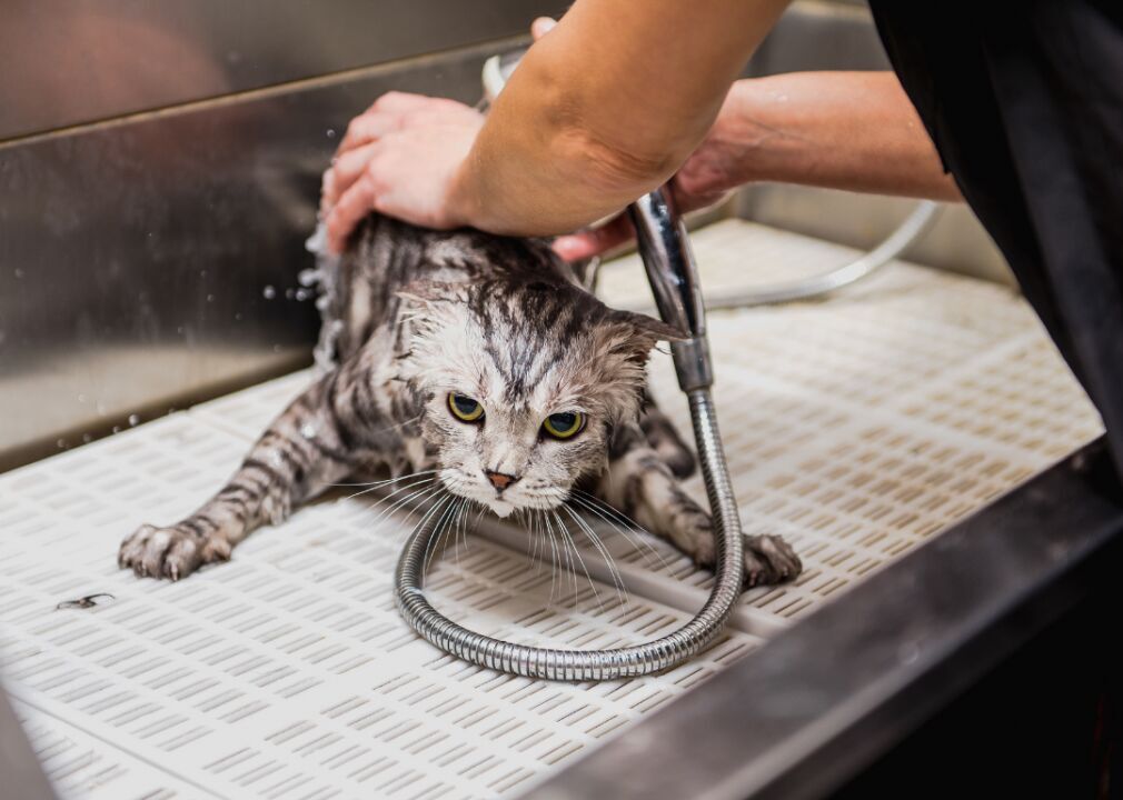 #5. Grooming